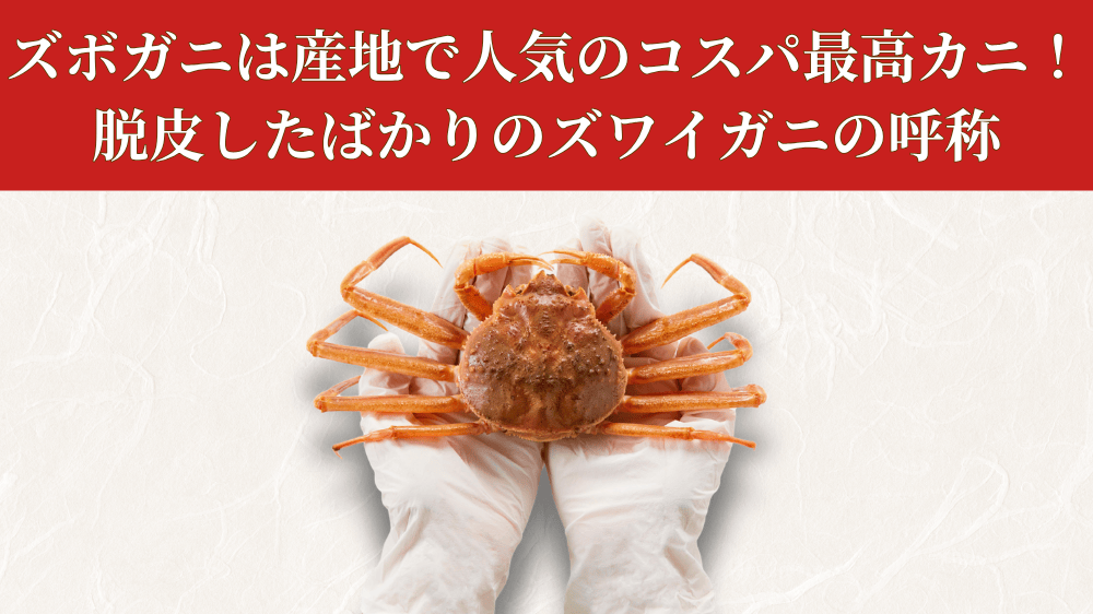ズボガニは産地で人気のコスパ最高カニ！脱皮したばかりのズワイガニの