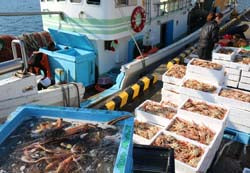 第十八・八 緑丸