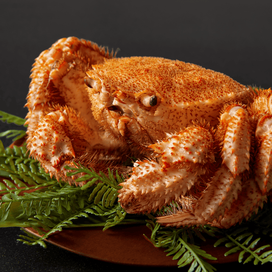 【活〆ボイル】毛ガニ (特大・1.5-2.5人前)