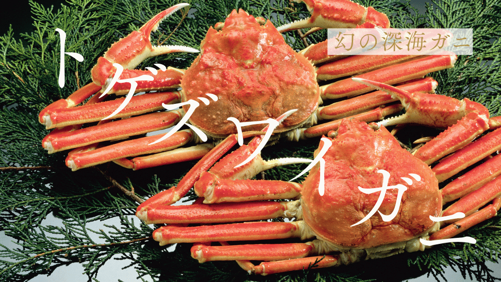 トゲズワイガニとは？幻の深海ガニの全て！産地・価格・旬・美味しい