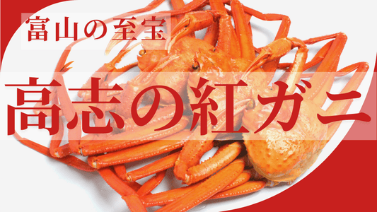 高志の紅ガニ特集！富山湾が育む最高品質の紅ズワイガニ