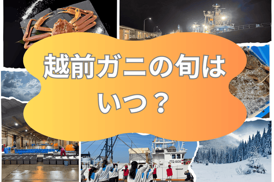 越前ガニの旬はいつ？福井での解禁日と食べごろ完全ガイド