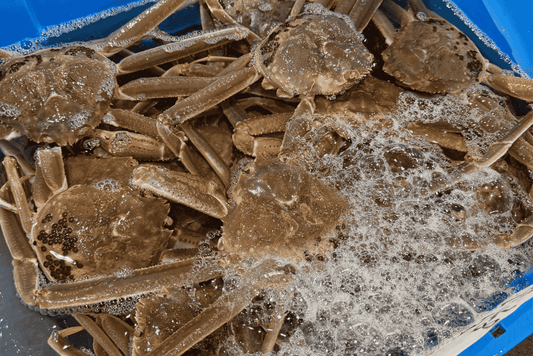 【五輝星が100万円で競り落とし】2025年の松葉ガニ解禁&初競り