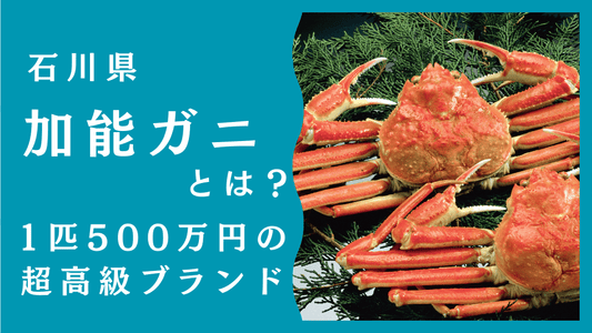 加能ガニとは？北陸が誇る最高級ブランドカニを解説