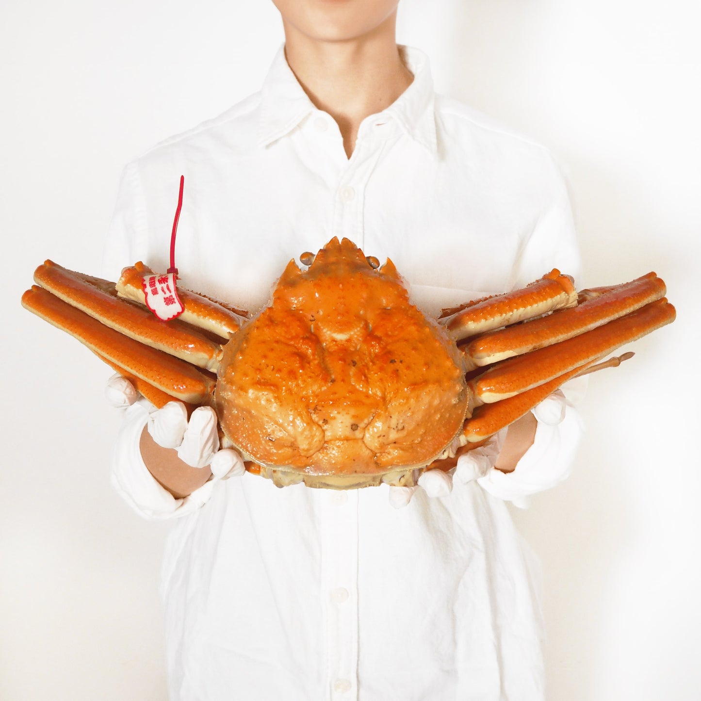 【活〆ボイル】越前ガニ (超特大・2~2.5人前)