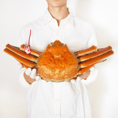 【活〆ボイル】越前ガニ (超特大・2~2.5人前)