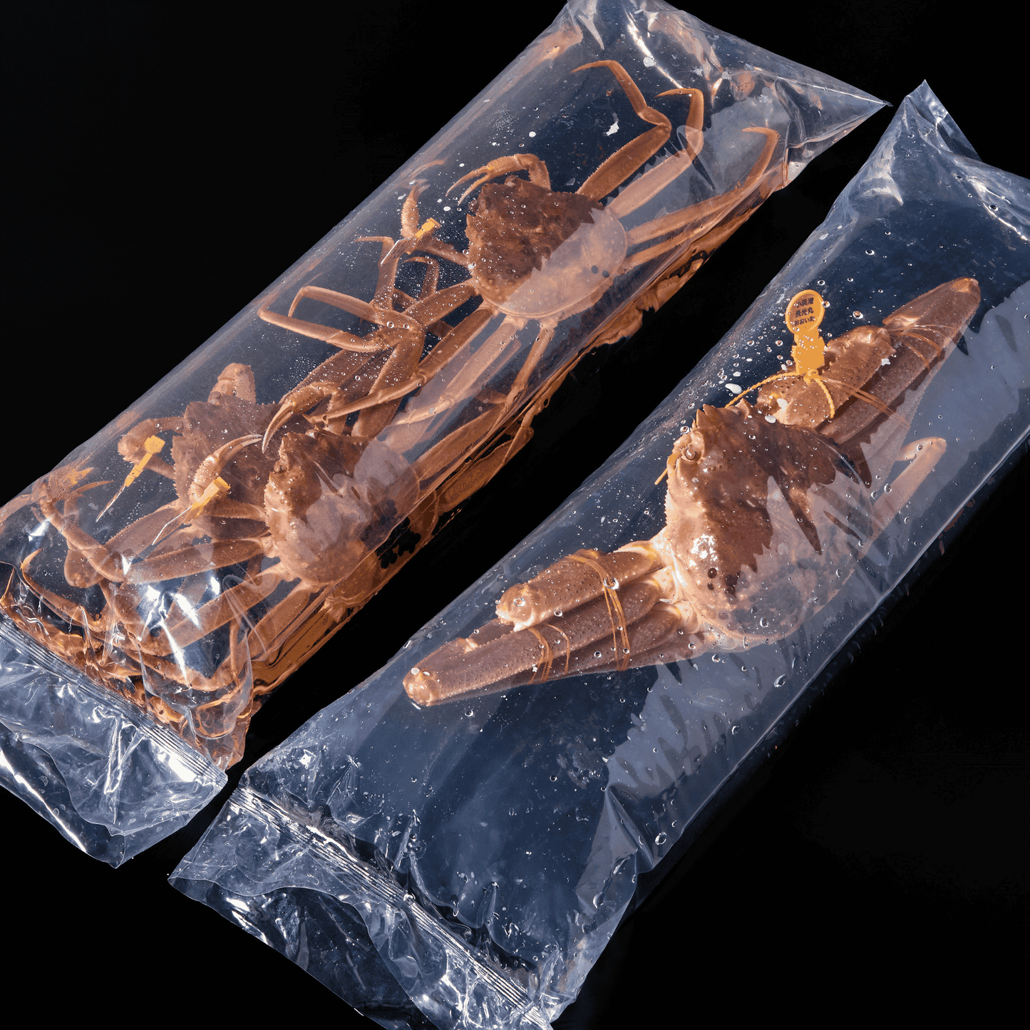 活生越前ガニ夫婦セット - 雅 (2.5~3.5人前)