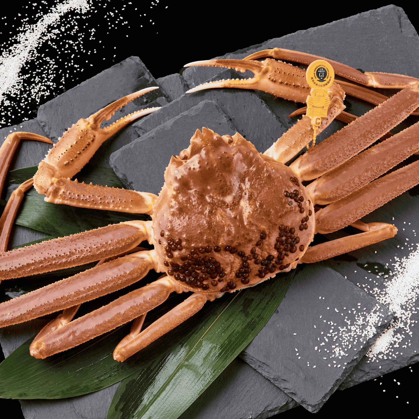 越前ガニ (超特大・2~2.5人前)