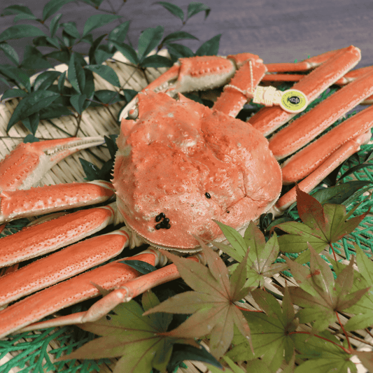 【活〆ボイル】越前ガニ (特大・1.5~2.5人前)