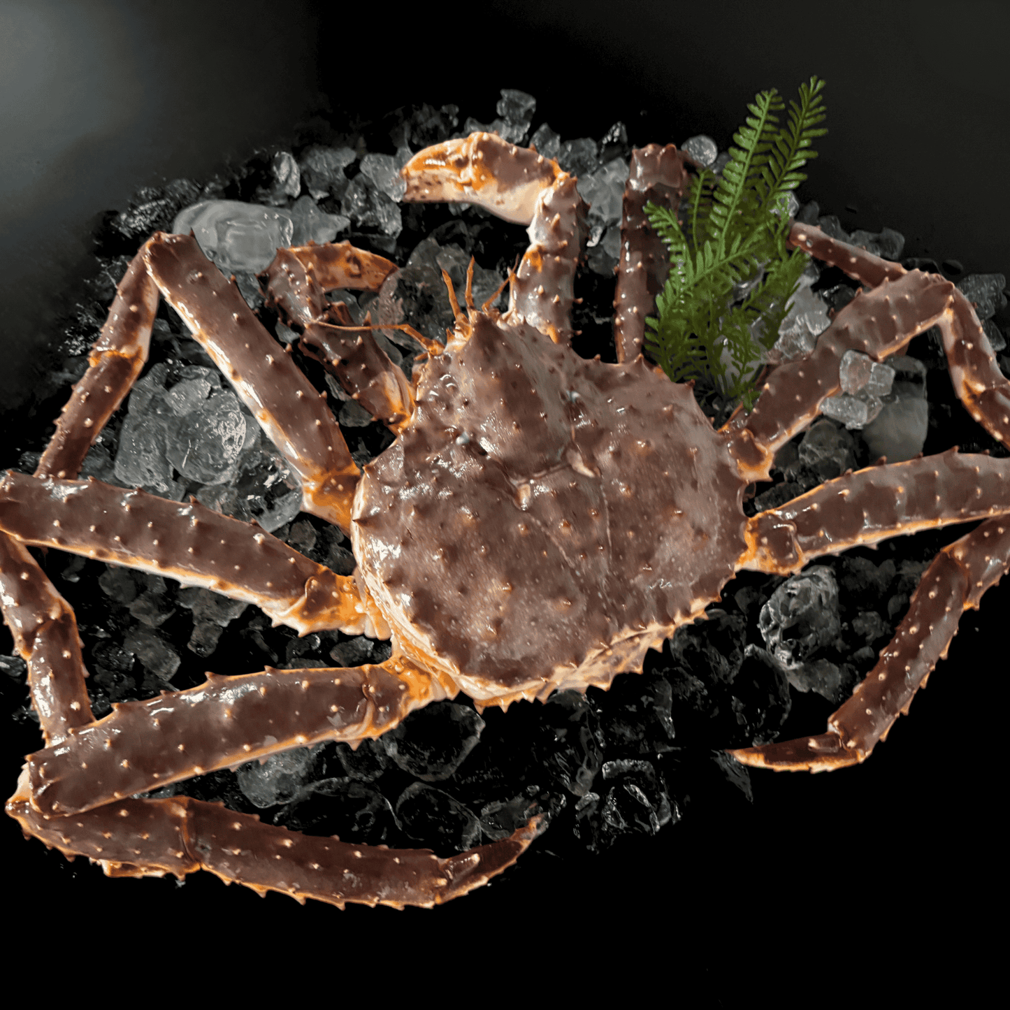 【流氷明け】タラバガニ (特大・3-4人前)