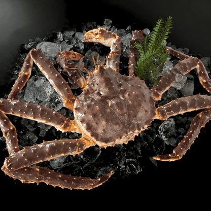 【流氷明け】タラバガニ (特大・3-4人前)