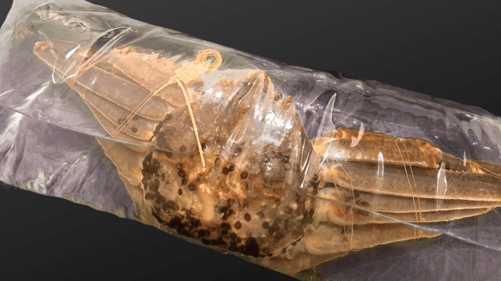 海水パックとは