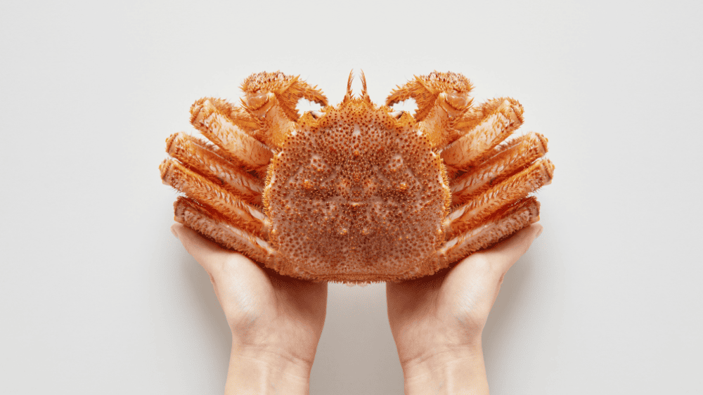 毛ガニサイズガイド