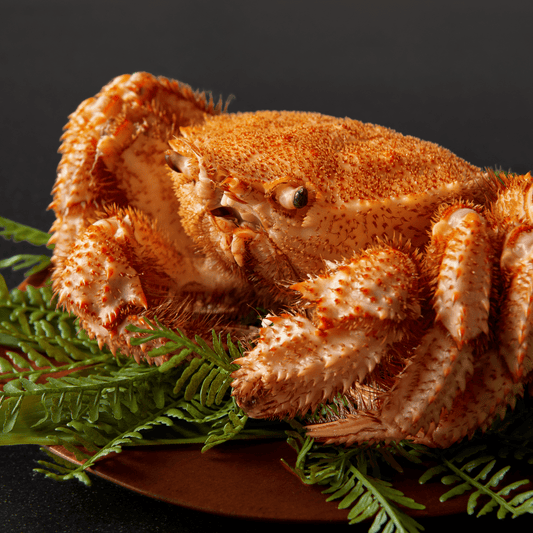 【活〆ボイル】流氷明け毛ガニ (特大・1.5-2.5人前)