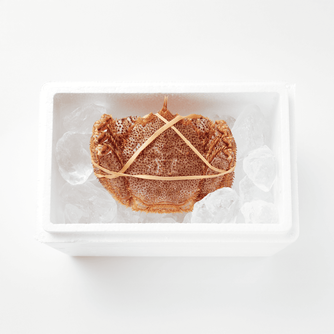 【流氷明け】毛ガニ (中・1-2人前)