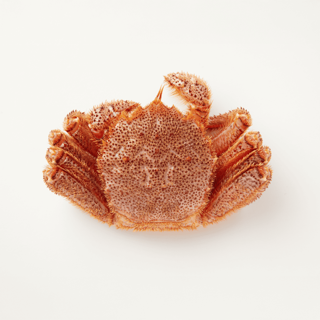 【流氷明け】毛ガニ (中・1-2人前)