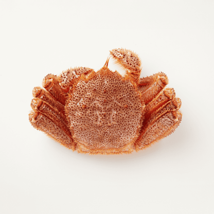 【流氷明け】毛ガニ (中・1-2人前)