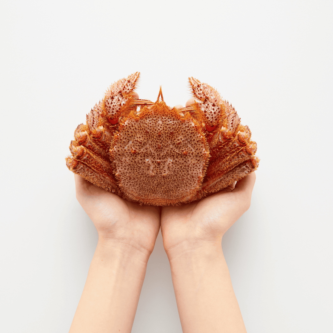 【流氷明け】毛ガニ (中・1-2人前)