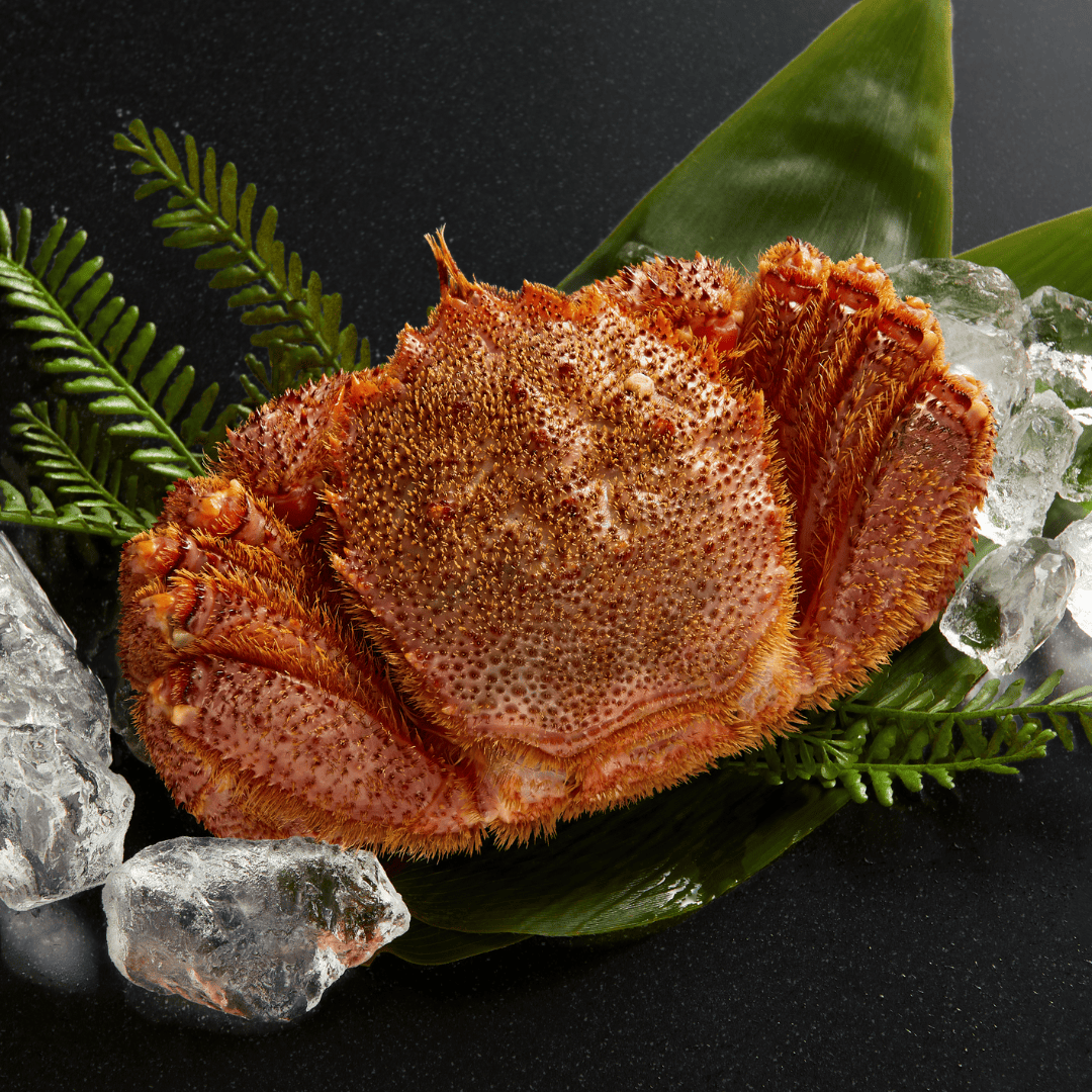 【流氷明け】毛ガニ (中・1-2人前)