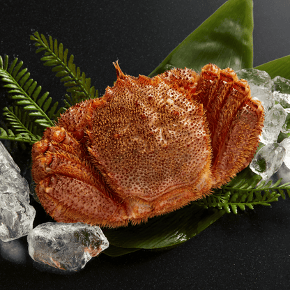 【流氷明け】毛ガニ (中・1-2人前)