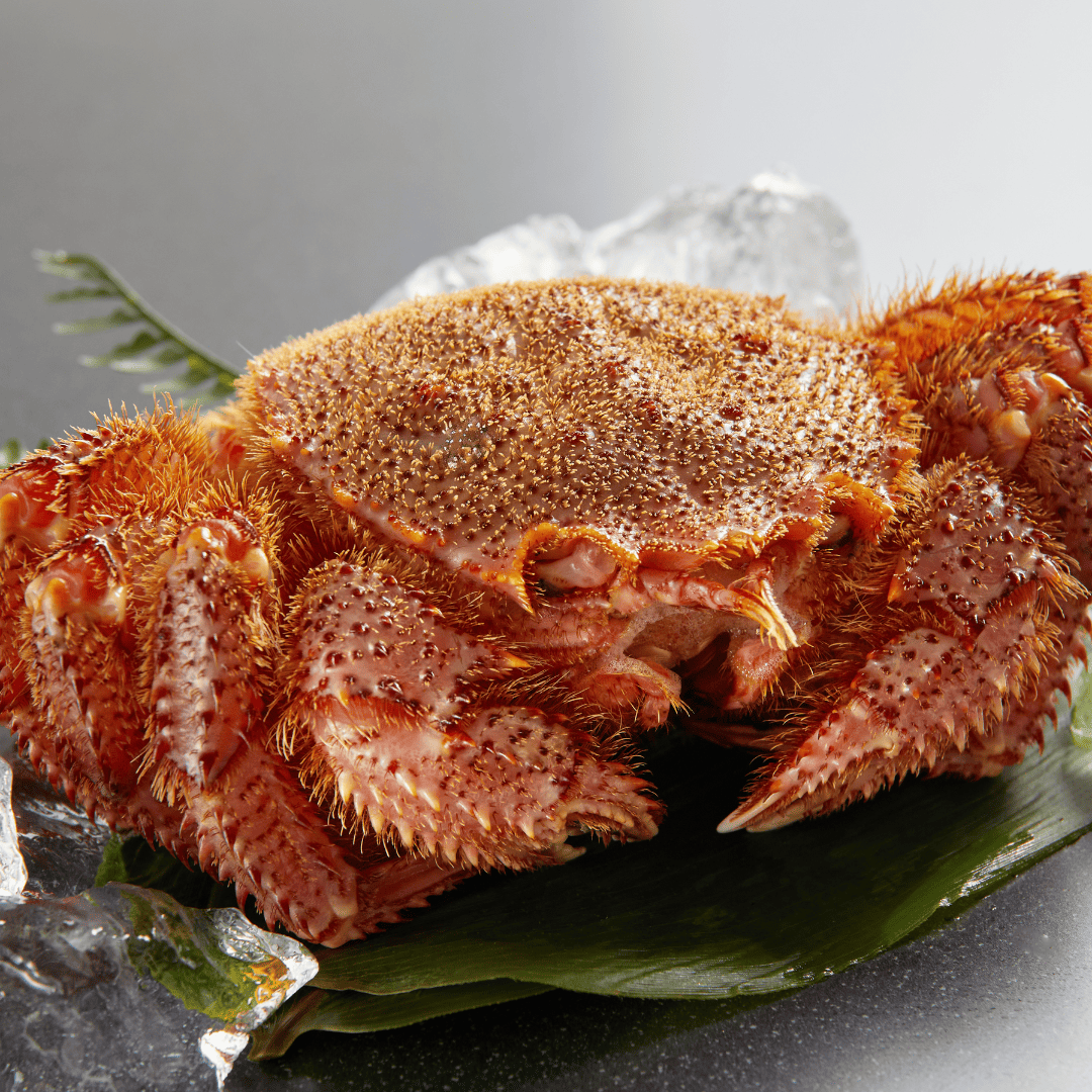 【流氷明け】毛ガニ (中・1-2人前)