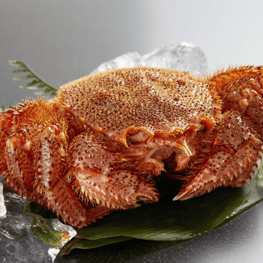 【流氷明け】毛ガニ (特大・1.5-2.5人前)