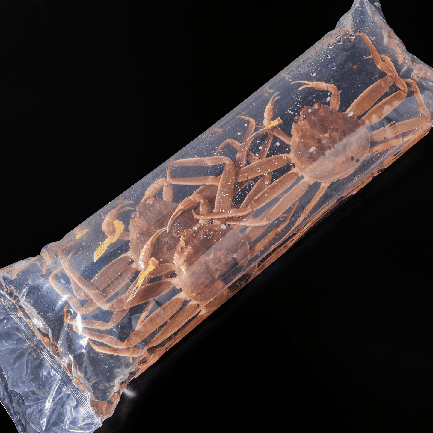 活生香箱ガニ・セコガニ 5杯セット (特大サイズ・3-5人前)