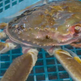 松葉ガニの水揚げ