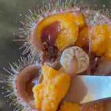 釧路の採れたて魚介類