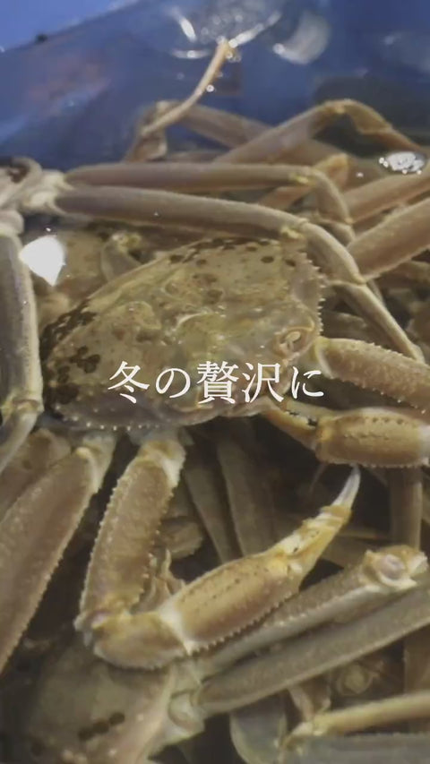 2026年度越前ガニ予約開始！2026年11月6日より漁が解禁。全国有数の海水パック発送で最高鮮度でお届け